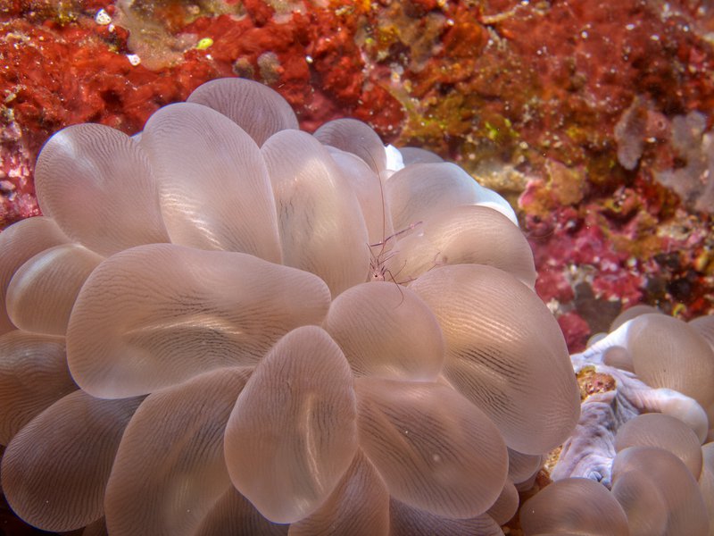 Shrimp, Arus Balee